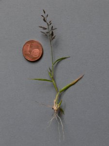Eragrostis minor IP0807049