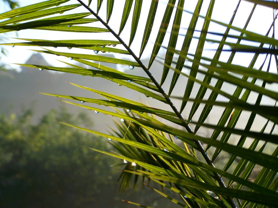 Raindrops fog nature