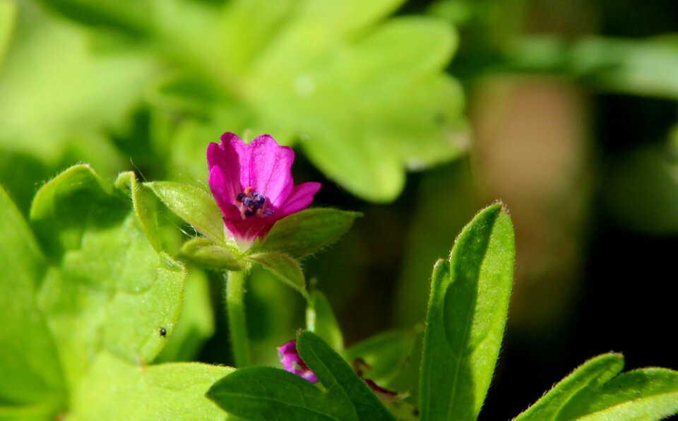 Macro nature garden