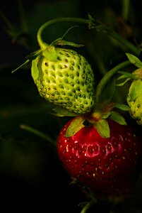 Strawberries macro red