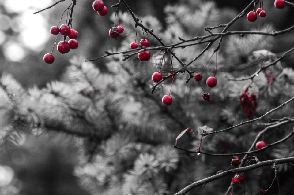 Red berries pine tree winter