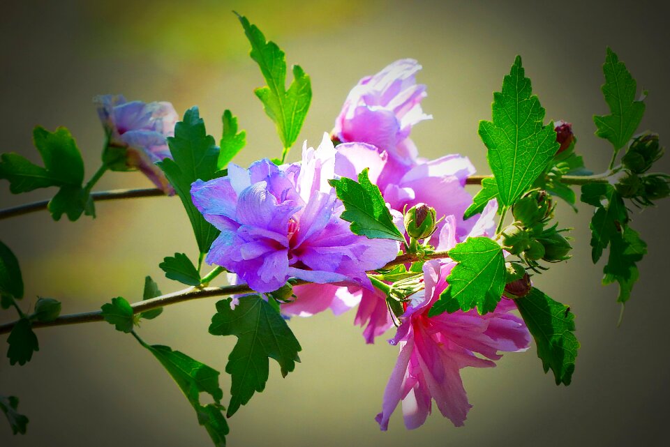 Purple mallow close up