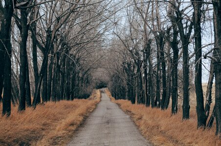 Countryside trees journey photo