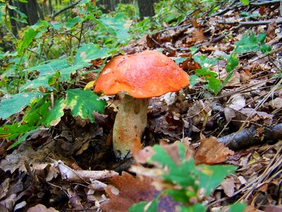 Red mushroom forest mushroom nature