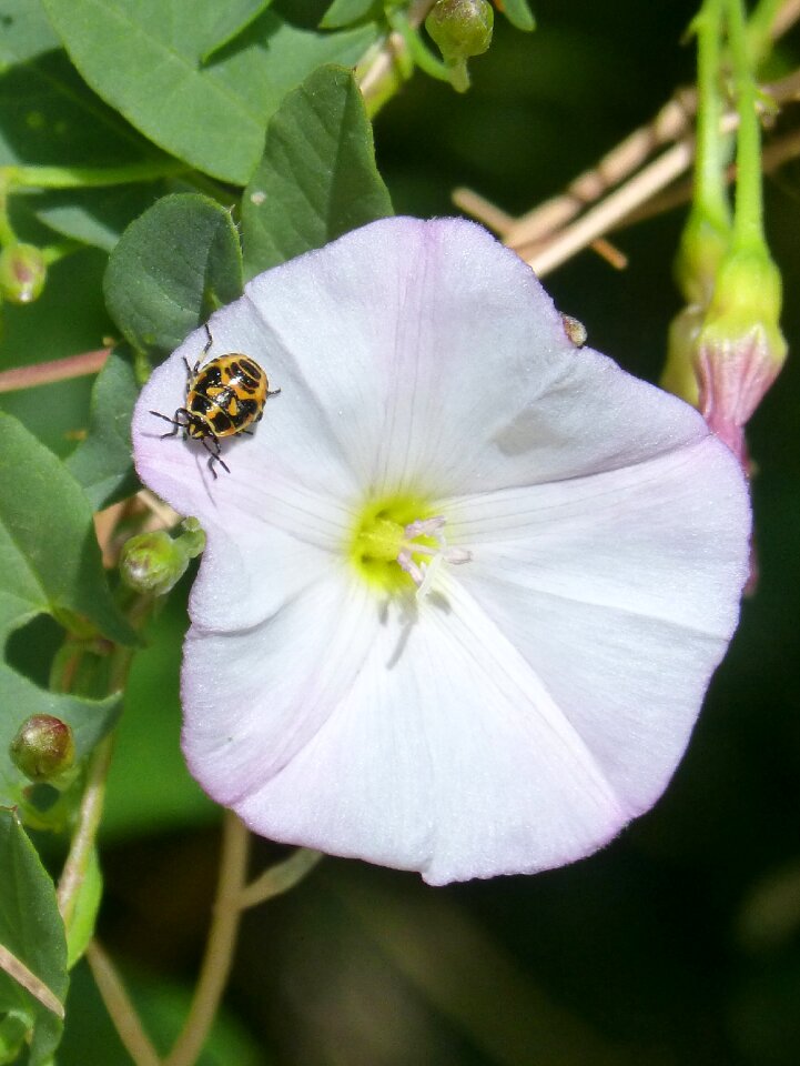 Flower campanula harlequin bug