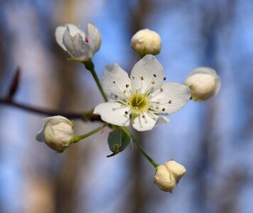 Bloom flower tree photo