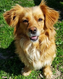 Funny dogs yellow dog dog nose