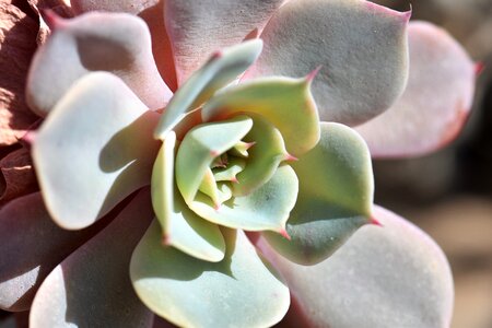 Succulent prickly nature