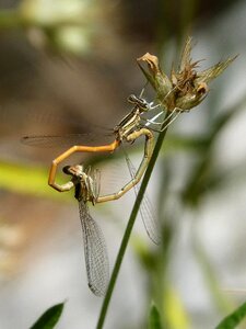 Copulation mating insects mating photo