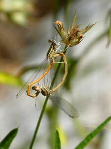 Copulation mating insects mating photo