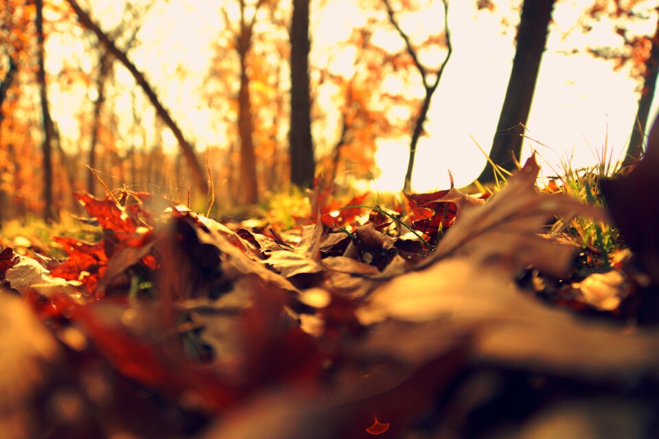 Autumn fall leaves season