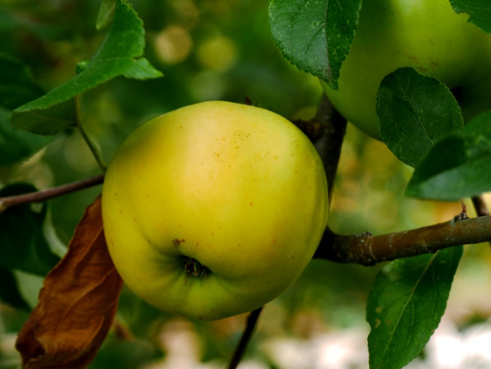 Engelsberger Freilichtmuseum Roscheider Hof Frucht H1