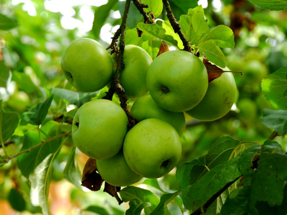 Engelsberger Freilichtmuseum Roscheider Hof Frucht H2