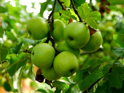 Engelsberger Freilichtmuseum Roscheider Hof Frucht H2