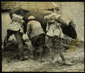 Engelse soldaten zijn bezig een koe te melken die achter is gelaten in een verwo, Bestanddeelnr 158-1481