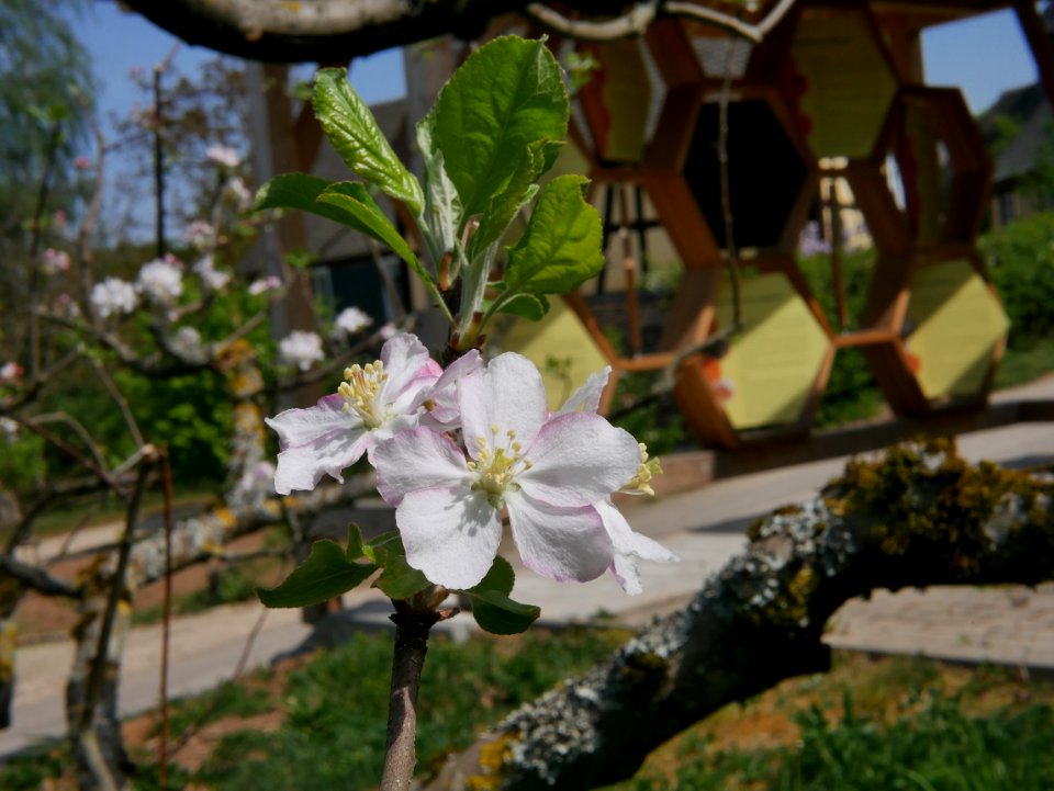 Engelsberger Freilichtmuseum Roscheider Hof Blüte H8