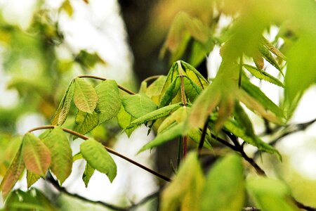 Nature leaf green