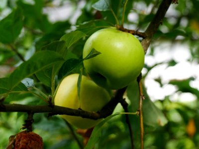 Engelsberger Freilichtmuseum Roscheider Hof Frucht H3