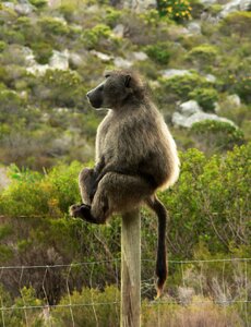 Monkey safari animal