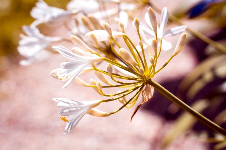Amaryllidaceae garden in the garden