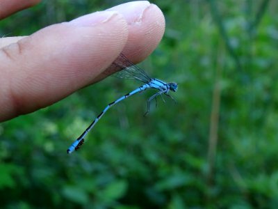 Enallagma hageni 20703510