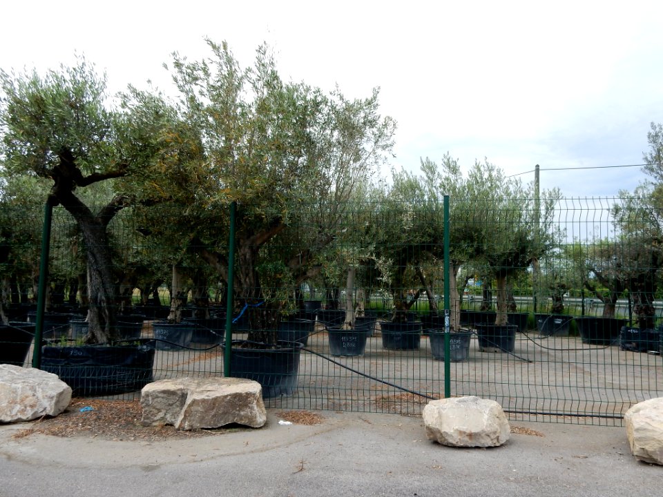 En Sortant De Lunel Un Jardin Avec De Bonsaïs Olive Arbres (162383671)