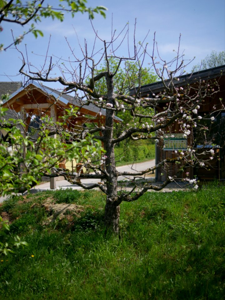 Engelsberger Freilichtmuseum Roscheider Hof Ganzer Baum H11