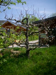 Engelsberger Freilichtmuseum Roscheider Hof Ganzer Baum H11