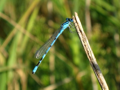 Enallagma cyathigerum (Common Blue Damselfly), Arnhem, the Netherlands photo