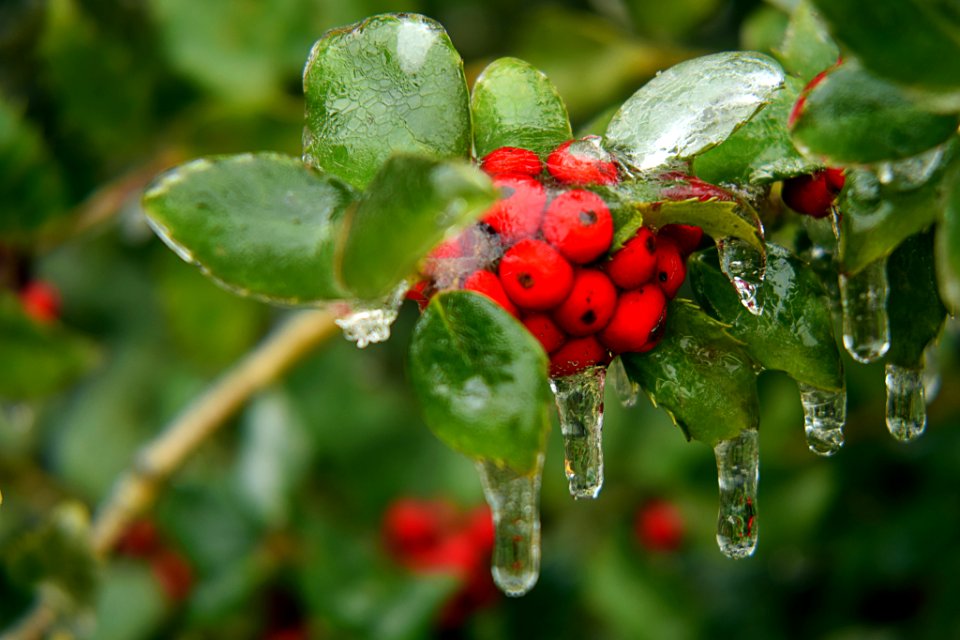 Encased In Ice (195253737)