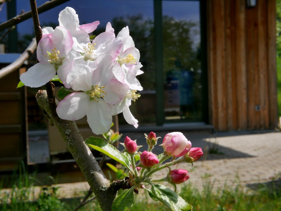 Engelsberger Freilichtmuseum Roscheider Hof Blüte H5