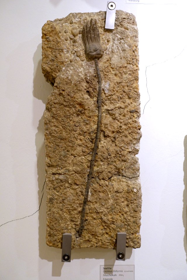 Encrinus liliformis - Naturhistorisches Museum, Braunschweig, Germany - DSC05233