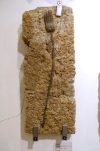 Encrinus liliformis - Naturhistorisches Museum, Braunschweig, Germany - DSC05233