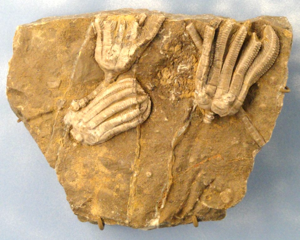 Encrinus liliiformis - Naturmuseum Freiburg - DSC06749