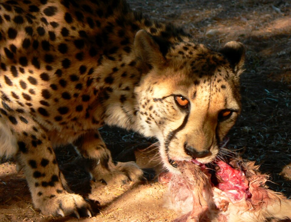 Carnivore animal dangerous photo