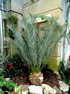 Encephalartos lehmannii - United States Botanic Garden - DSC09571