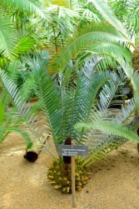 Encephalartos trispinosus - Laeken Royal Greenhouses - Royal Castle of Laeken - Brussels, Belgium - DSC07498