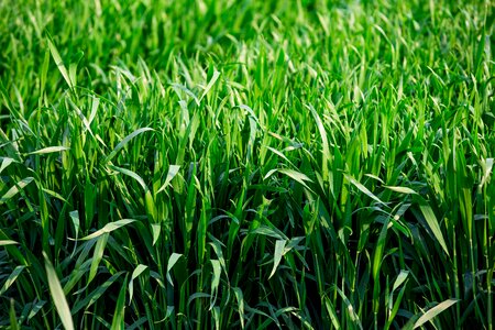 Neck green grass the grassland