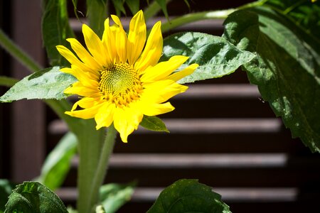 Bloom summer close up photo