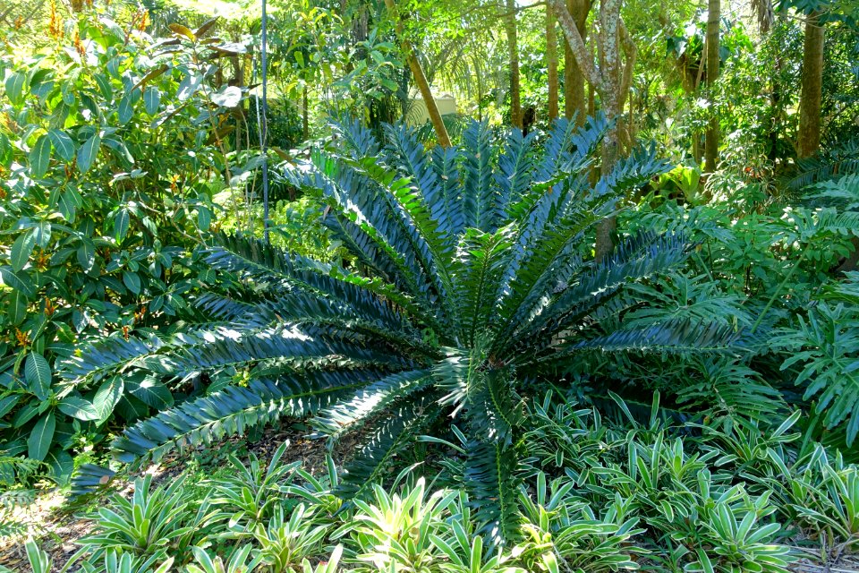 Encephalartos ferox - Marie Selby Botanical Gardens - Sarasota, Florida - DSC01776
