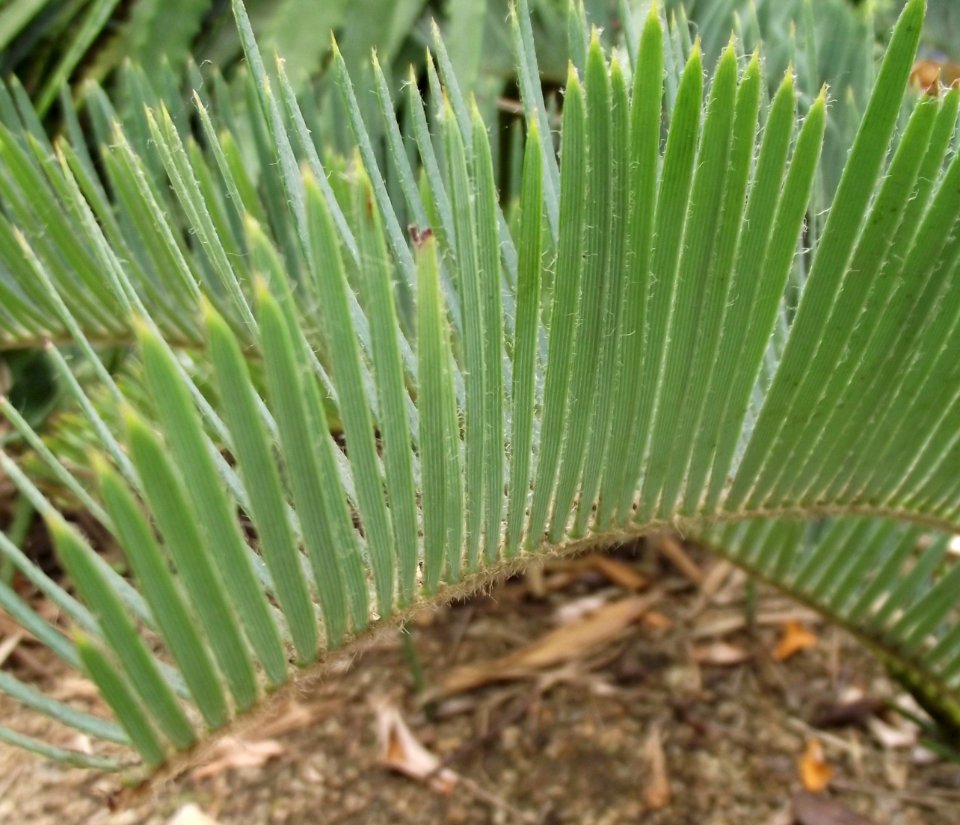 Encephalartos friderici-guilielmi