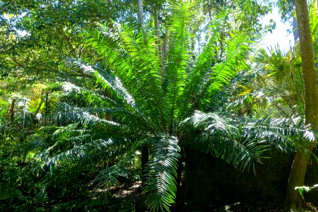 Encephalartos gratus - Marie Selby Botanical Gardens - Sarasota, Florida - DSC01768