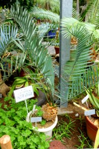 Encephalartos sp. - Food and Agriculture Museum - Setagaya, Tokyo, Japan - DSC09868