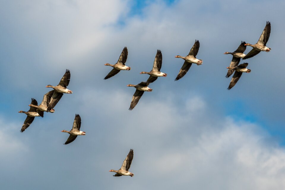Flying birds wing