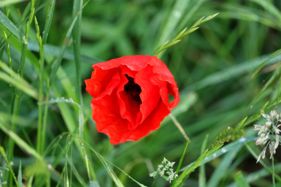 Bloom wild flowers red flowers