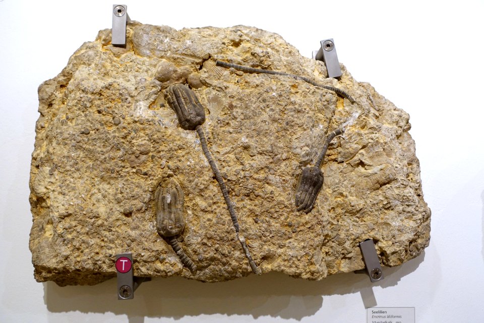 Encrinus liliformis - Naturhistorisches Museum, Braunschweig, Germany - DSC05235