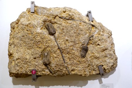 Encrinus liliformis - Naturhistorisches Museum, Braunschweig, Germany - DSC05235