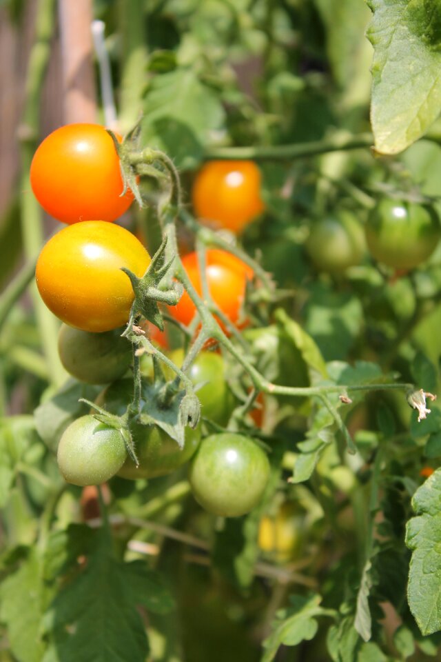 Bush red green