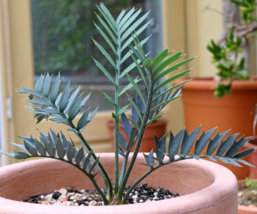 Encephalartos horridus, ca. 7 Jahre alt