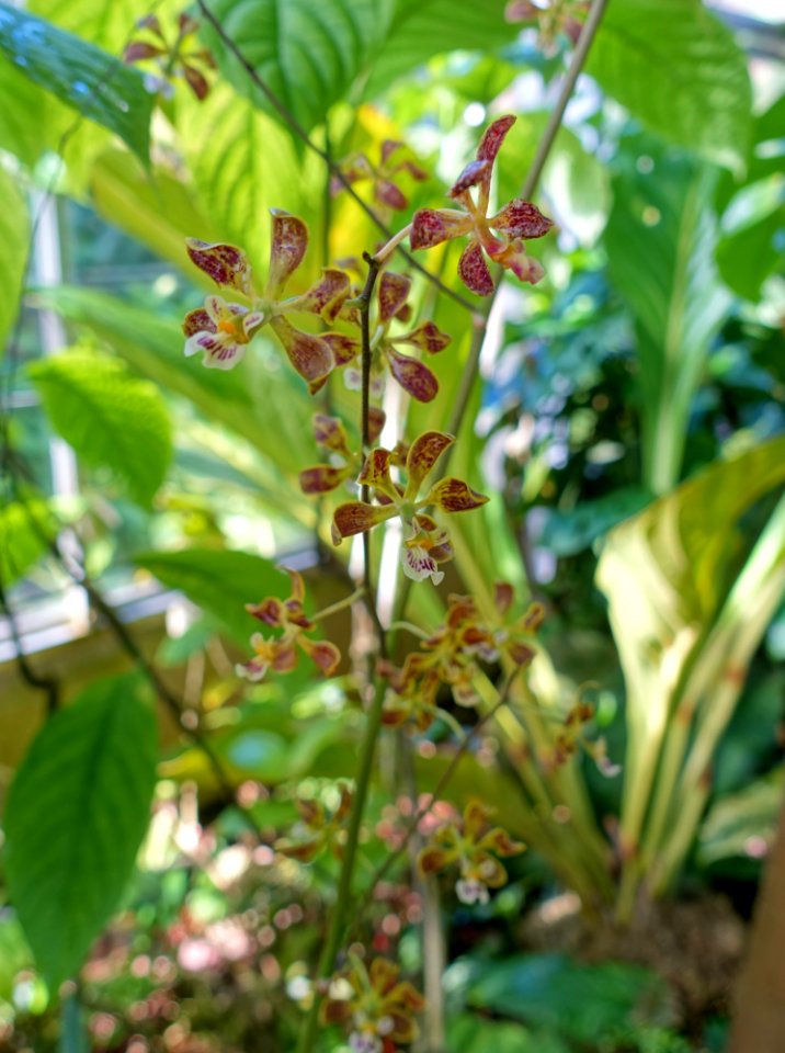 Encyclia oncidioides - Marie Selby Botanical Gardens - Sarasota, Florida - DSC00931